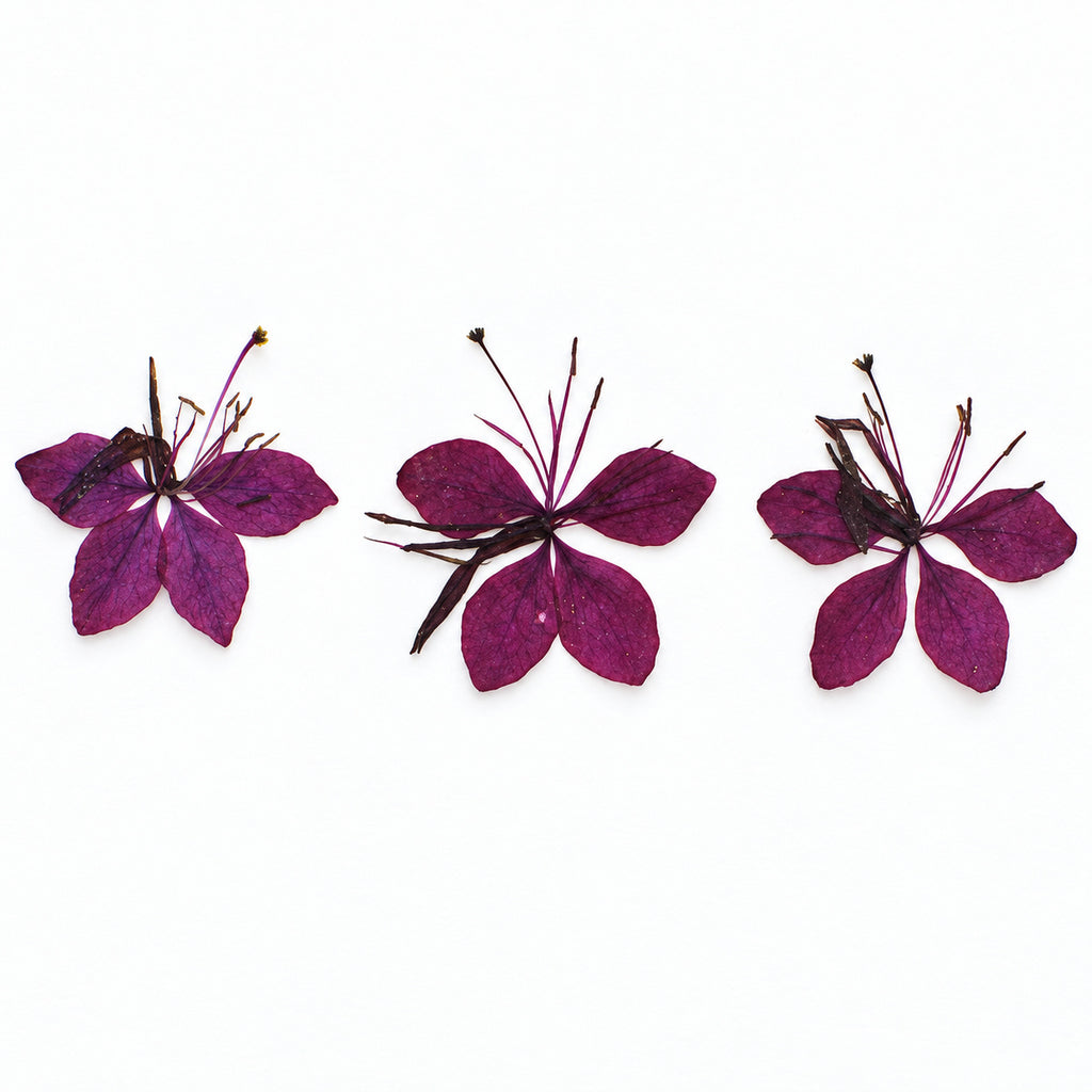 Pressed Flower Gaura arranged on a white background