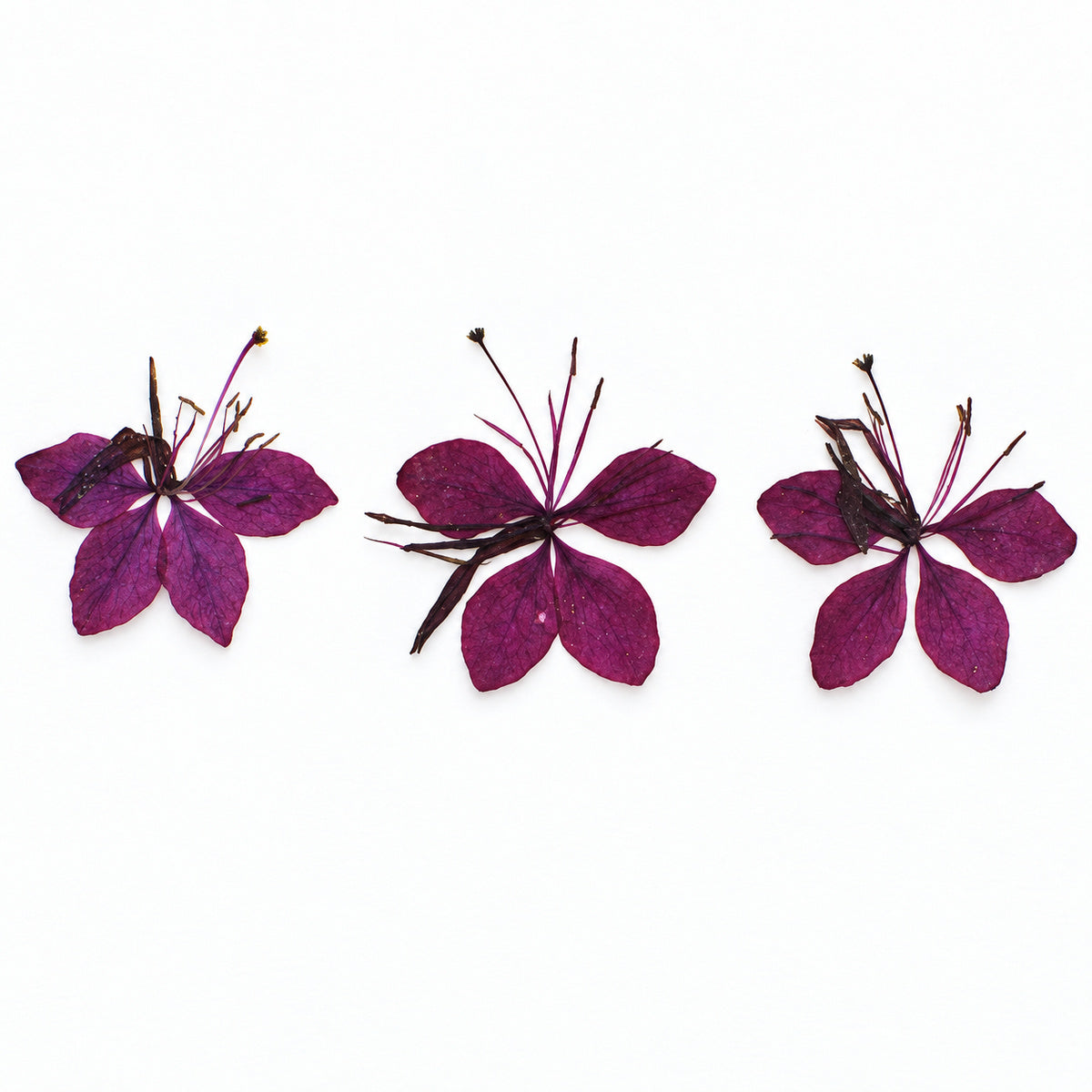 Pressed Flower Gaura arranged on a white background