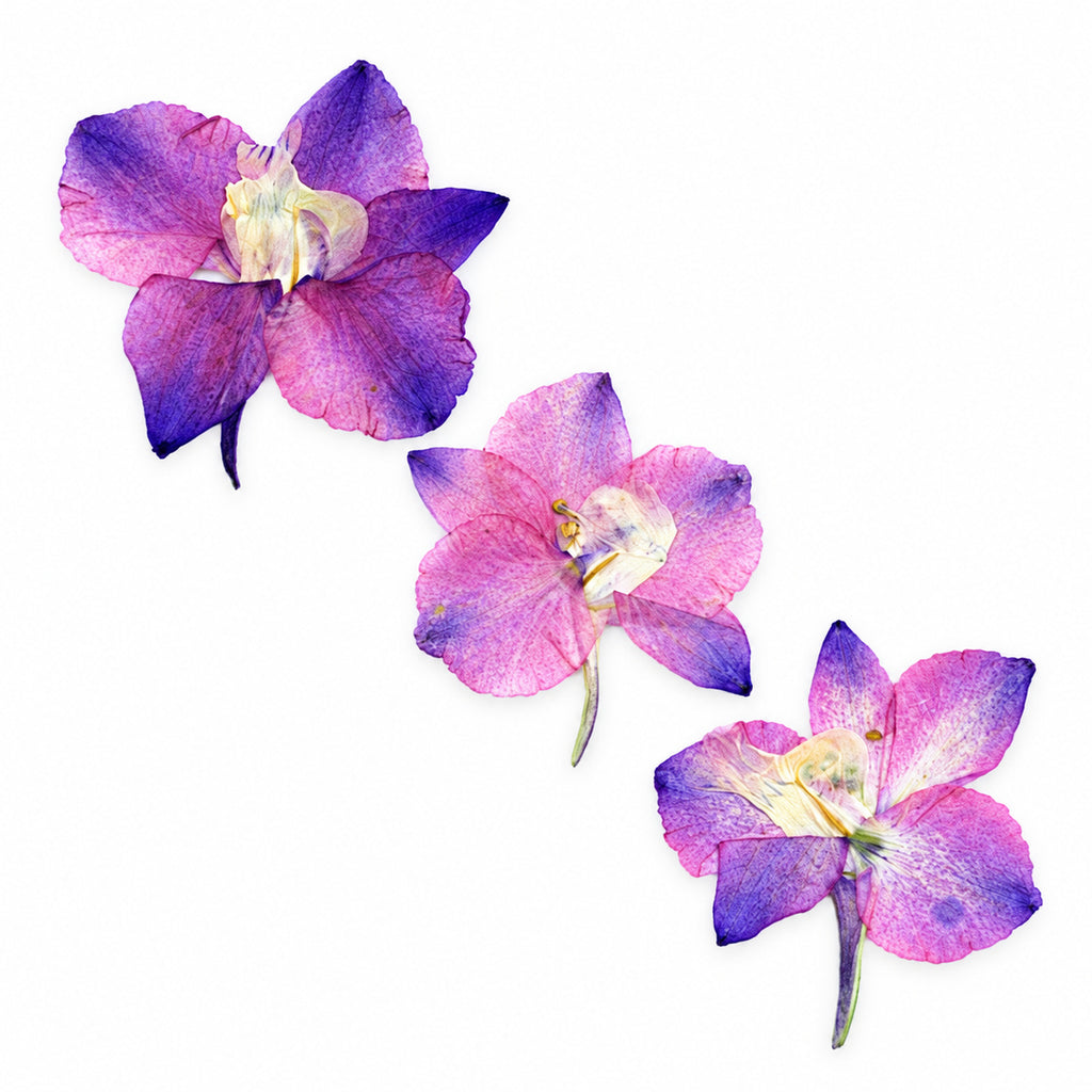 Pressed Flower Larkspur arranged on a white background