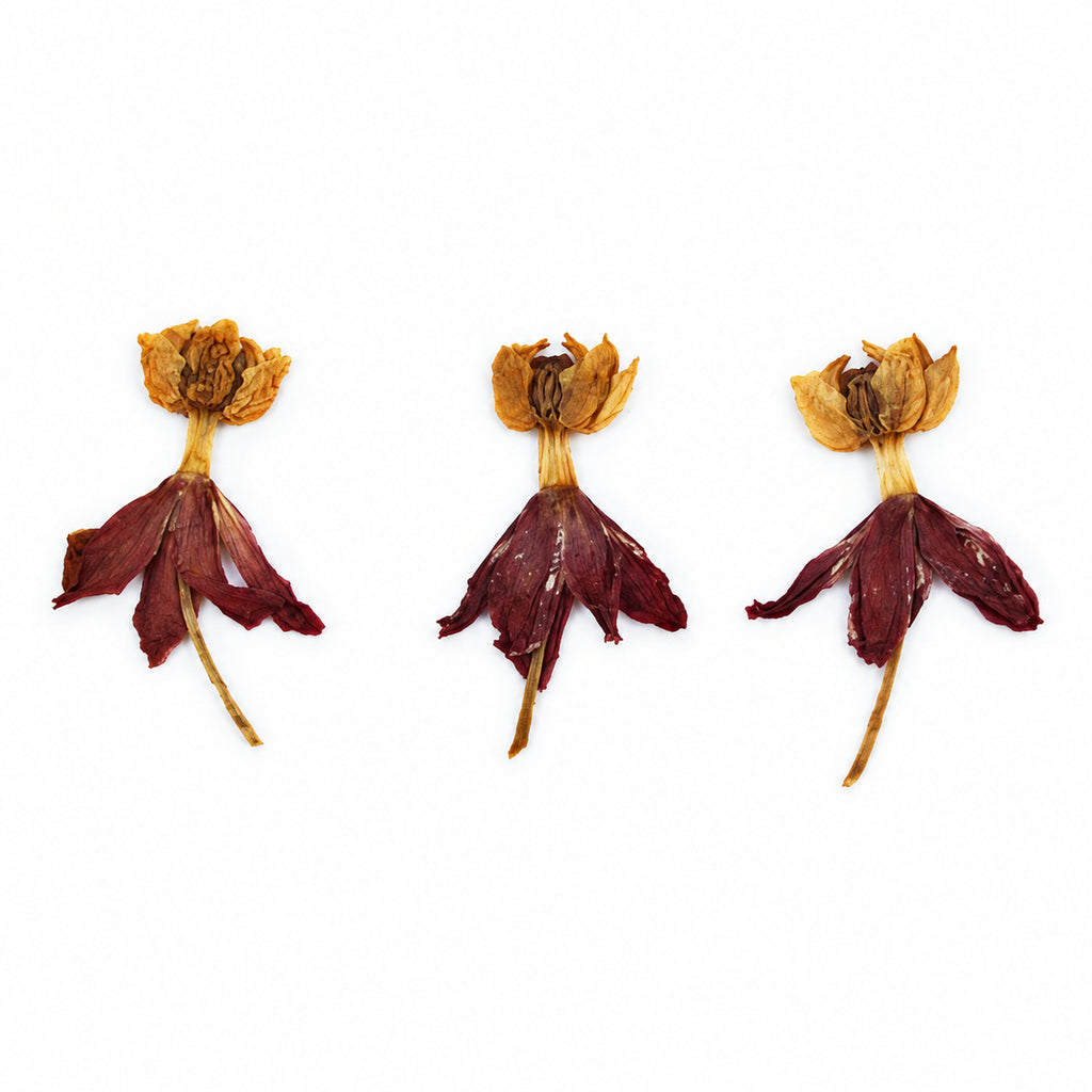 Pressed Flower Milkweed arranged on a white background