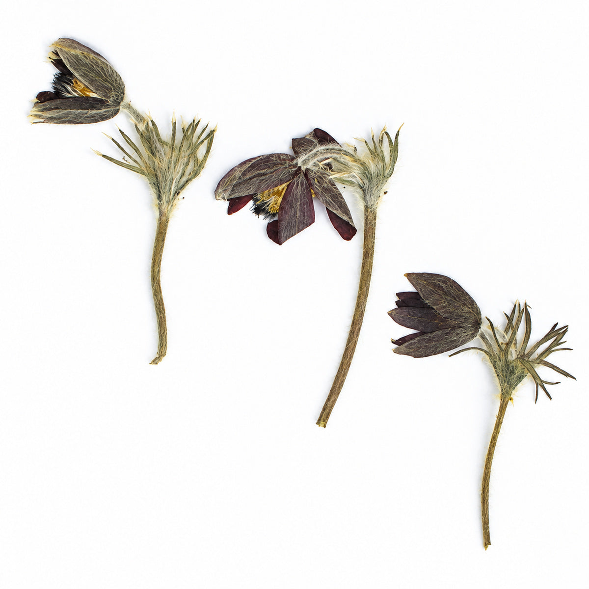 Pressed Flower Pasque Flower arranged on a white background
