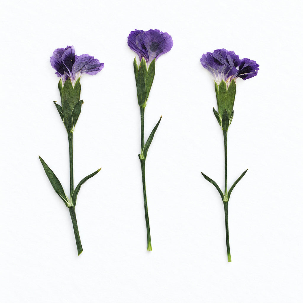 Pressed Flower Carnation arranged on a white background