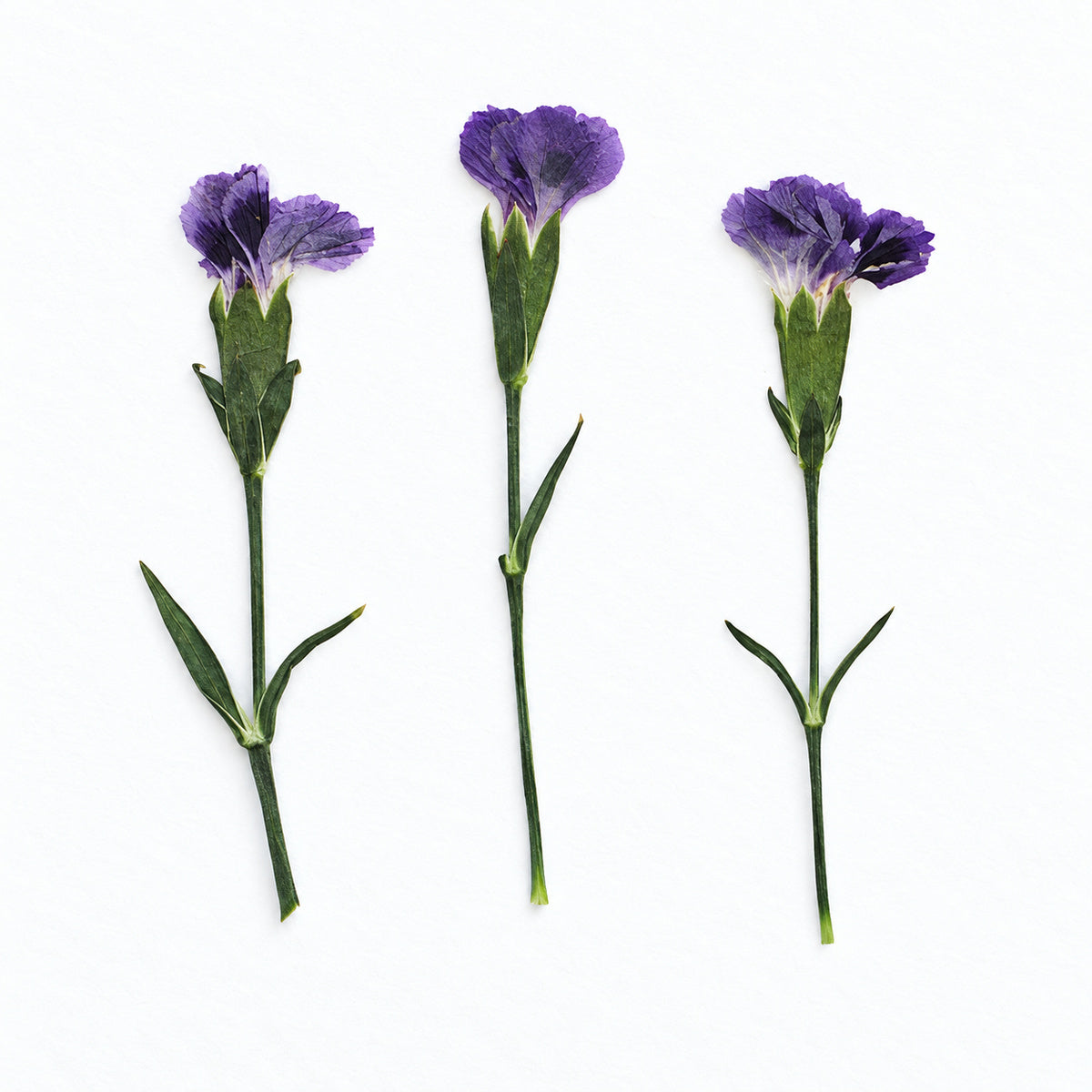 Pressed Flower Carnation arranged on a white background