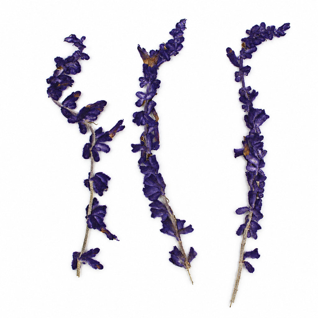 Pressed Flower Salvia arranged on a white background