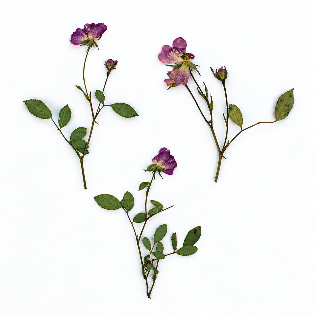 Pressed Flower Rose arranged on a white background