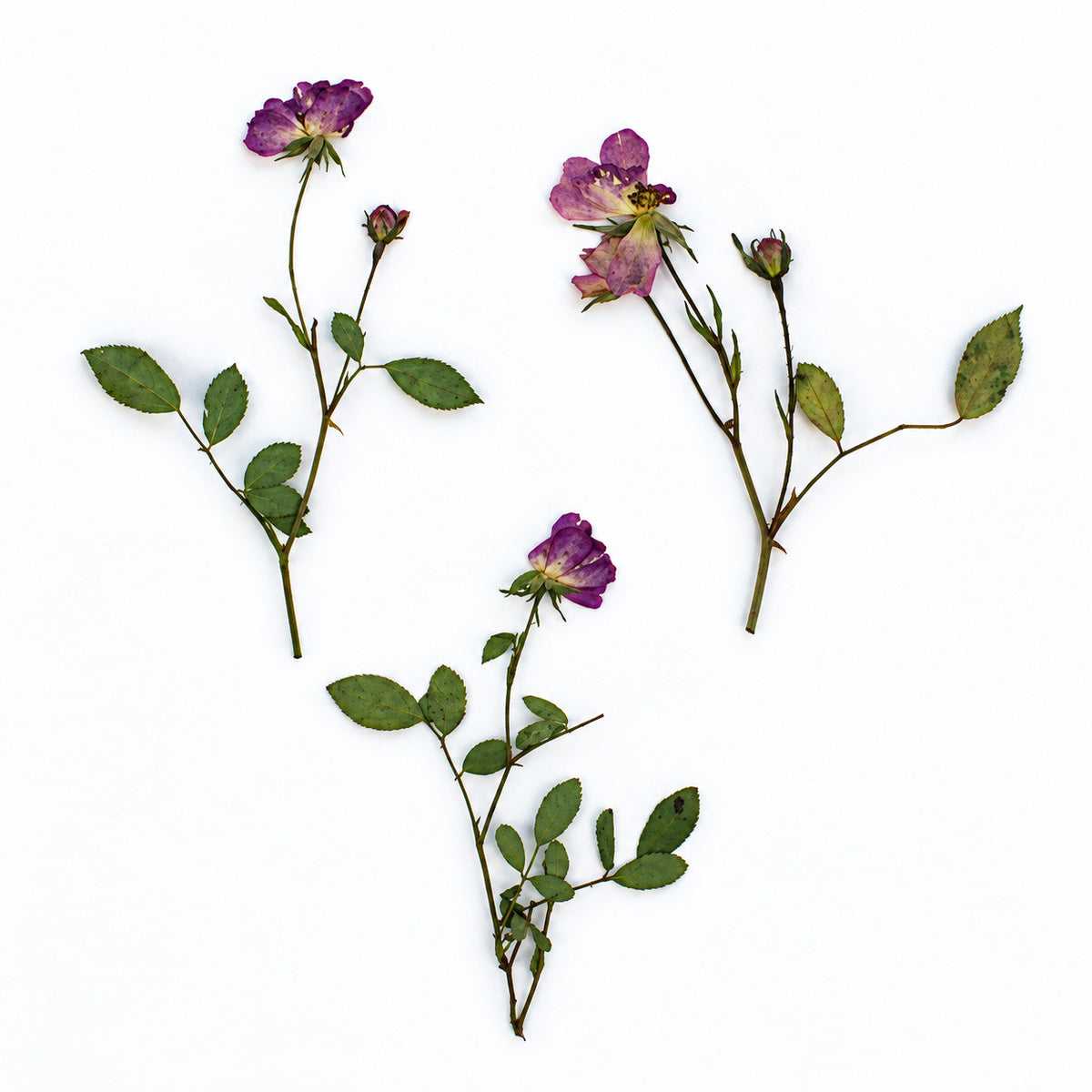 Pressed Flower Rose arranged on a white background