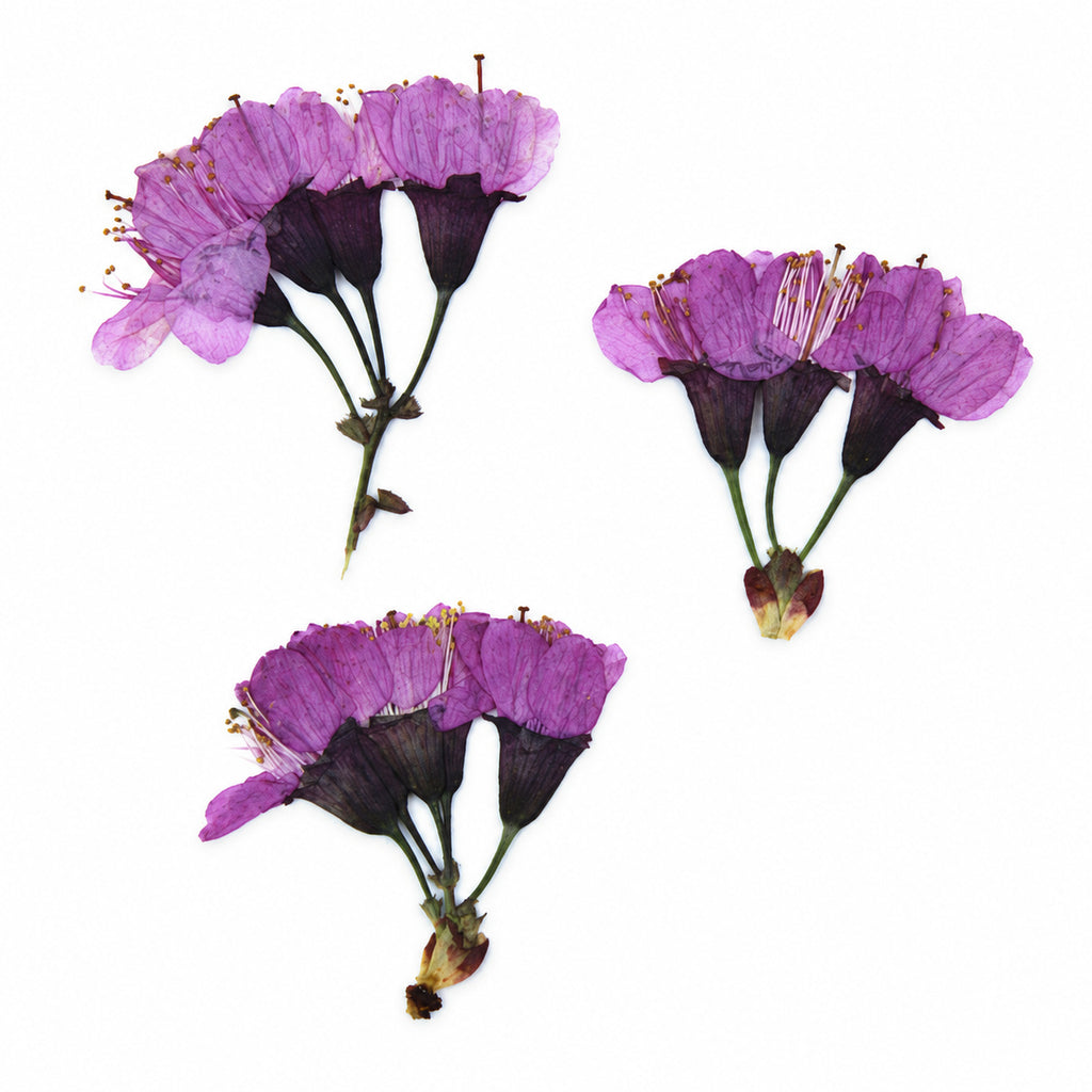 Pressed Flower Cherry Blossom arranged on a white background