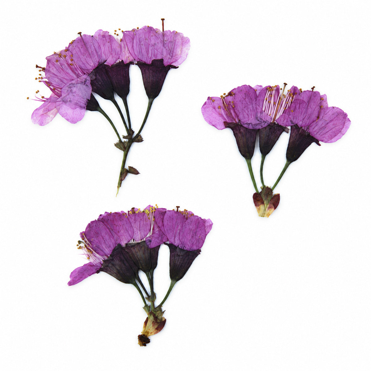 Pressed Flower Cherry Blossom arranged on a white background