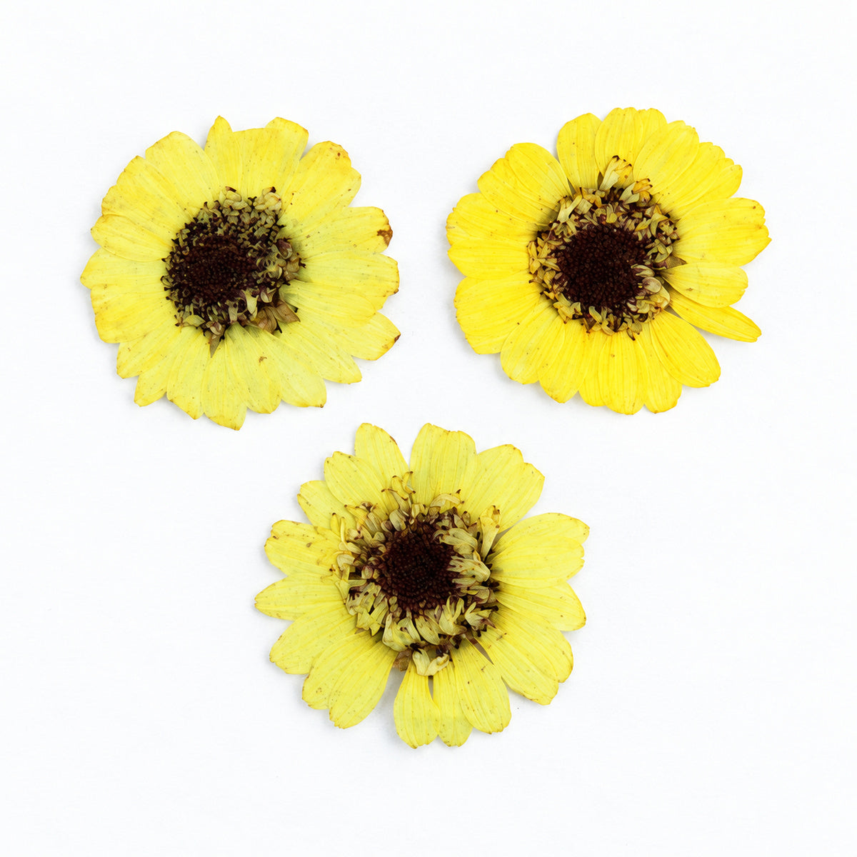 Pressed Flower Daisy arranged on a white background