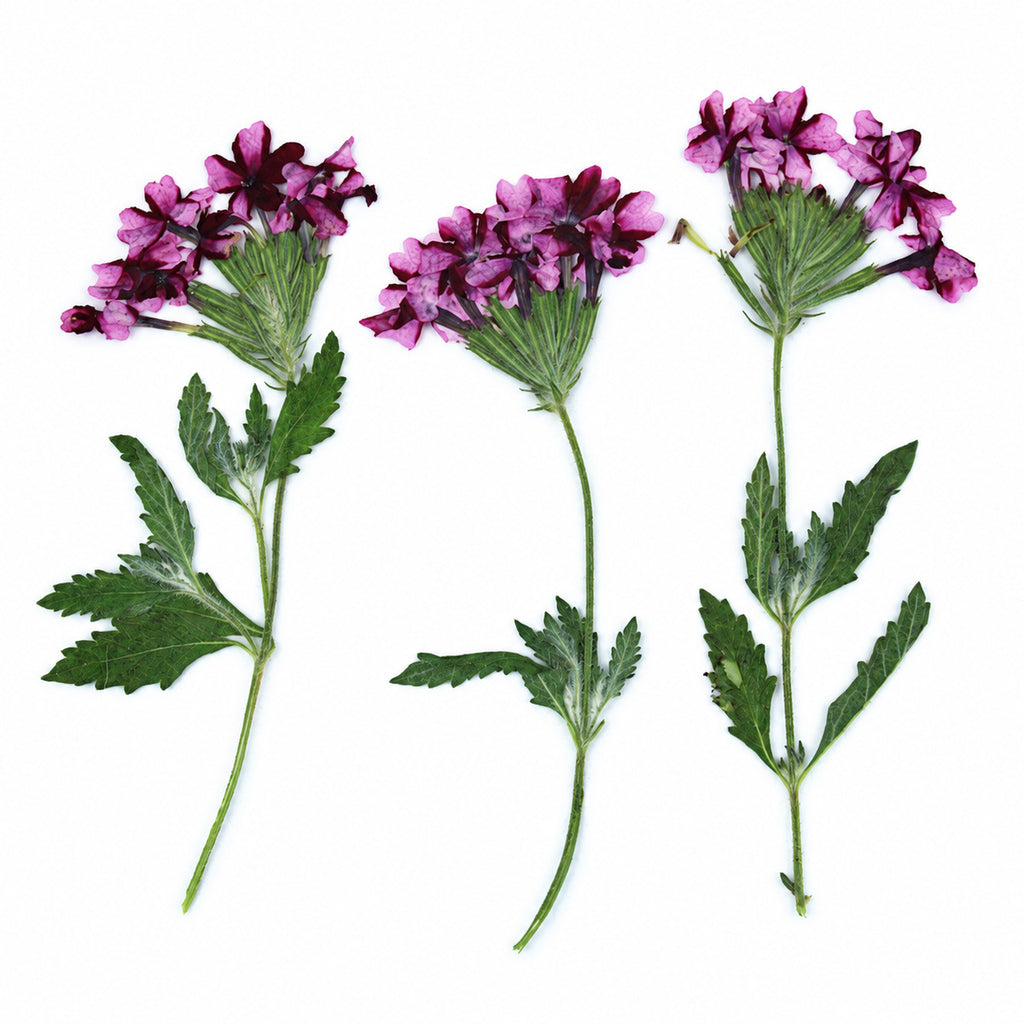 Pressed Flower Verbena arranged on a white background