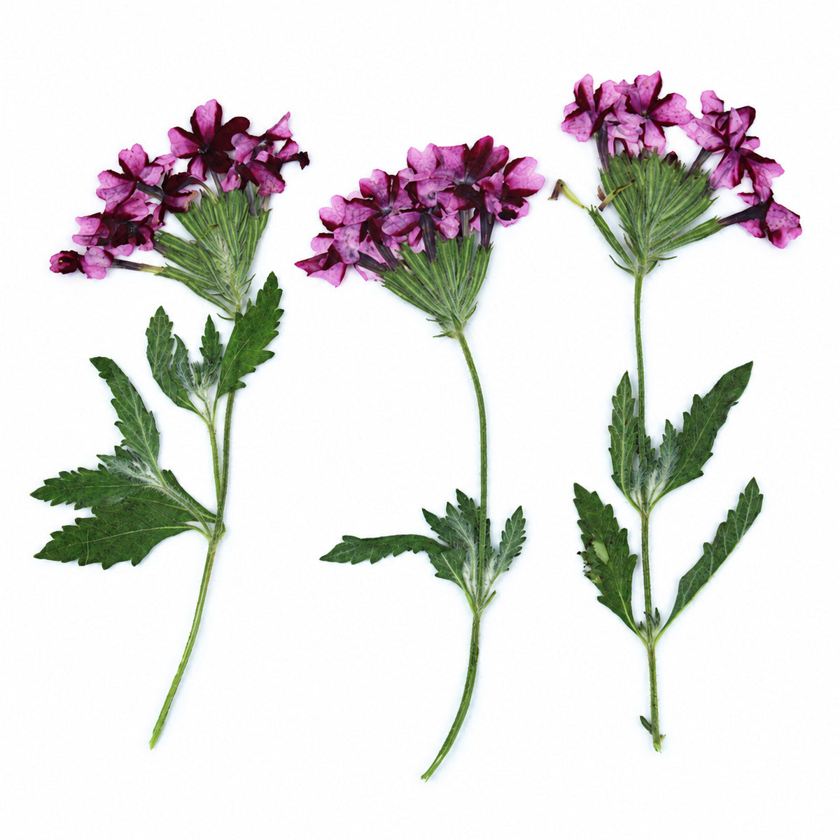 Pressed Flower Verbena arranged on a white background