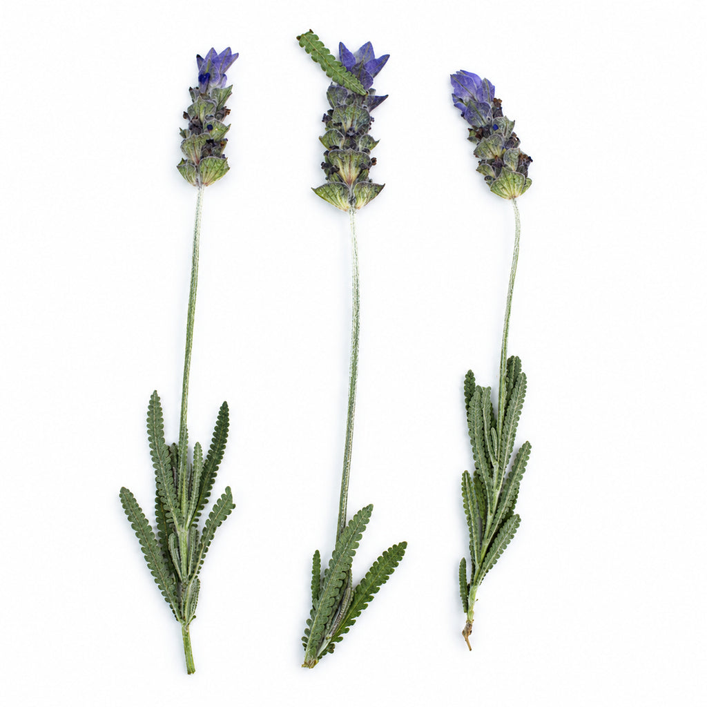 Pressed Flower Lavender arranged on a white background