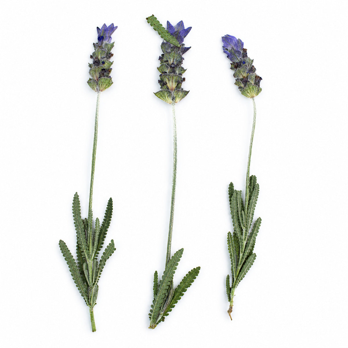 Pressed Flower Lavender arranged on a white background