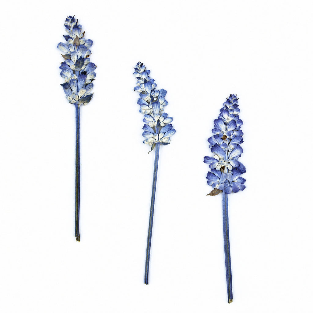Pressed Flower Salvia arranged on a white background