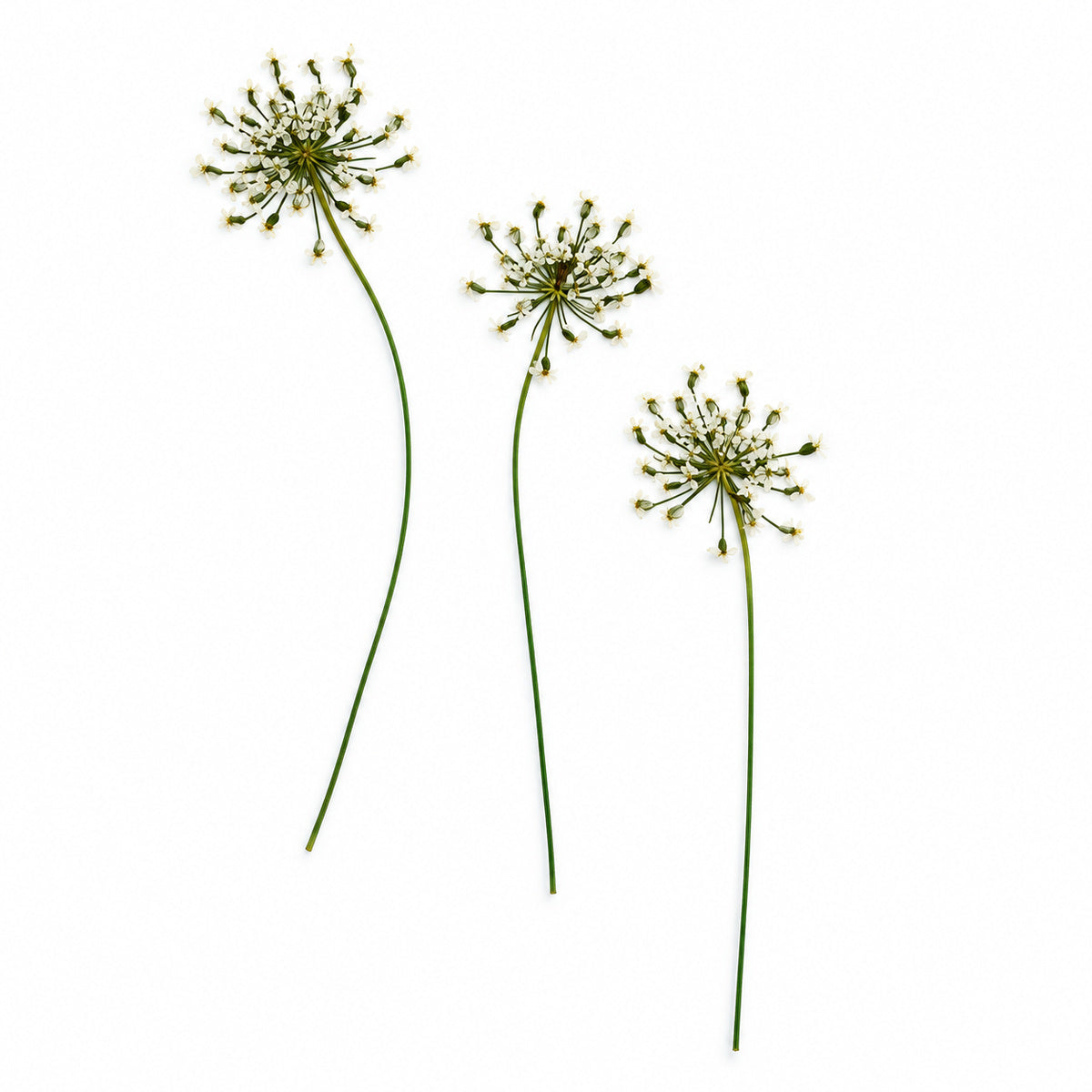 Pressed Flower Lace Flower arranged on a white background
