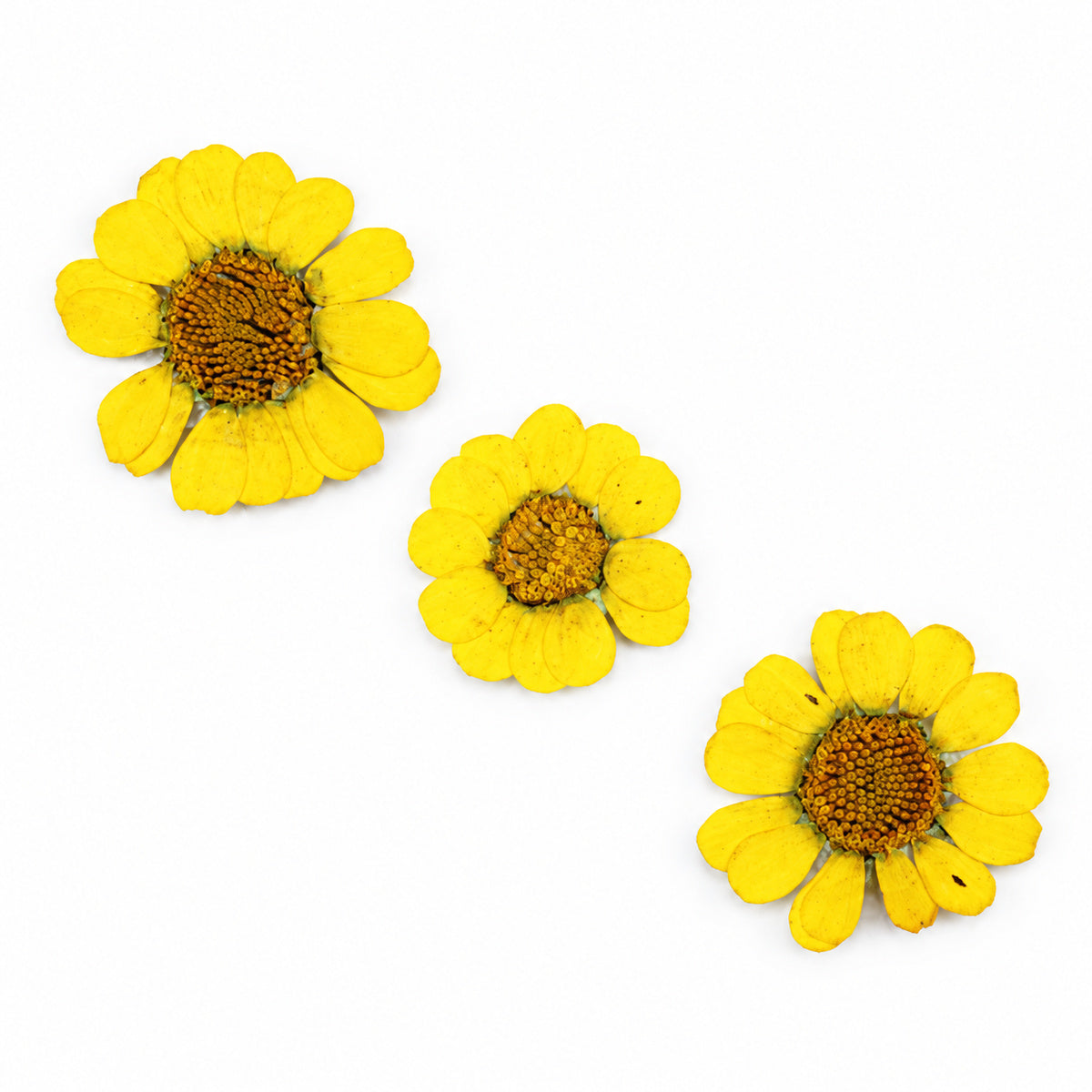 Pressed Flower Daisy arranged on a white background