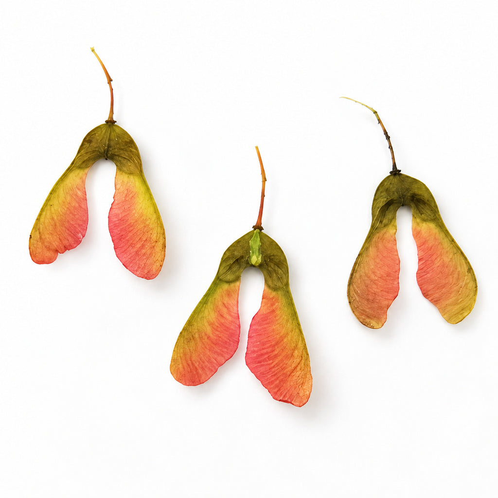 Pressed Maple Seeds arranged on a white background