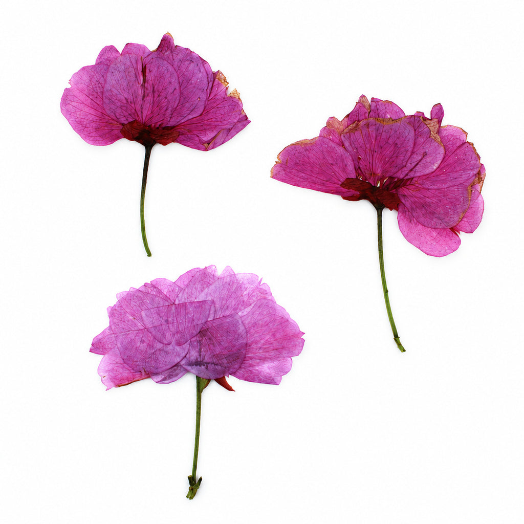 Pressed Flower Cosmos arranged on a white background