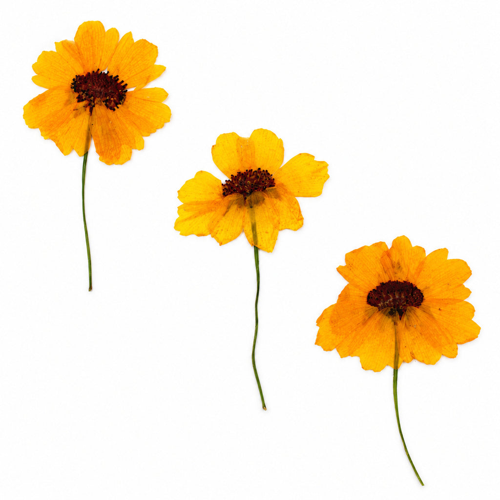 Pressed Flower Coreopsis arranged on a white background