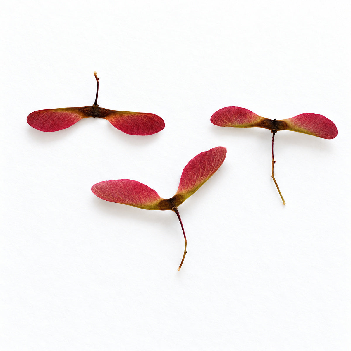 Pressed Maple Seeds arranged on a white background