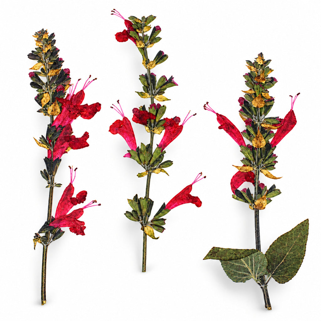 Pressed Flower Salvia arranged on a white background
