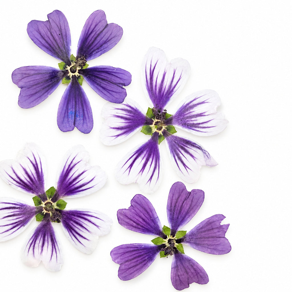 Pressed Flower Mallow arranged on a white background