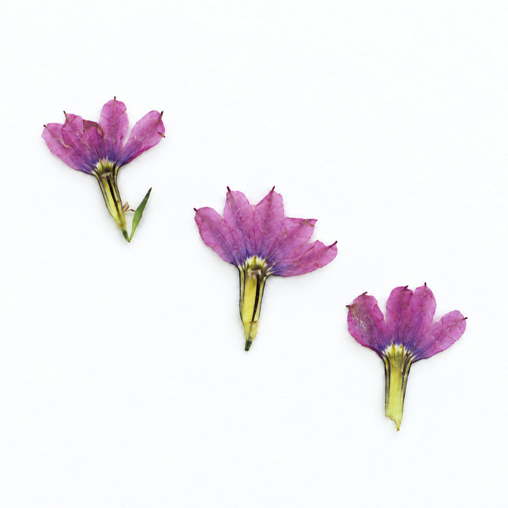 Pressed Flower Fan Flower arranged on a white background