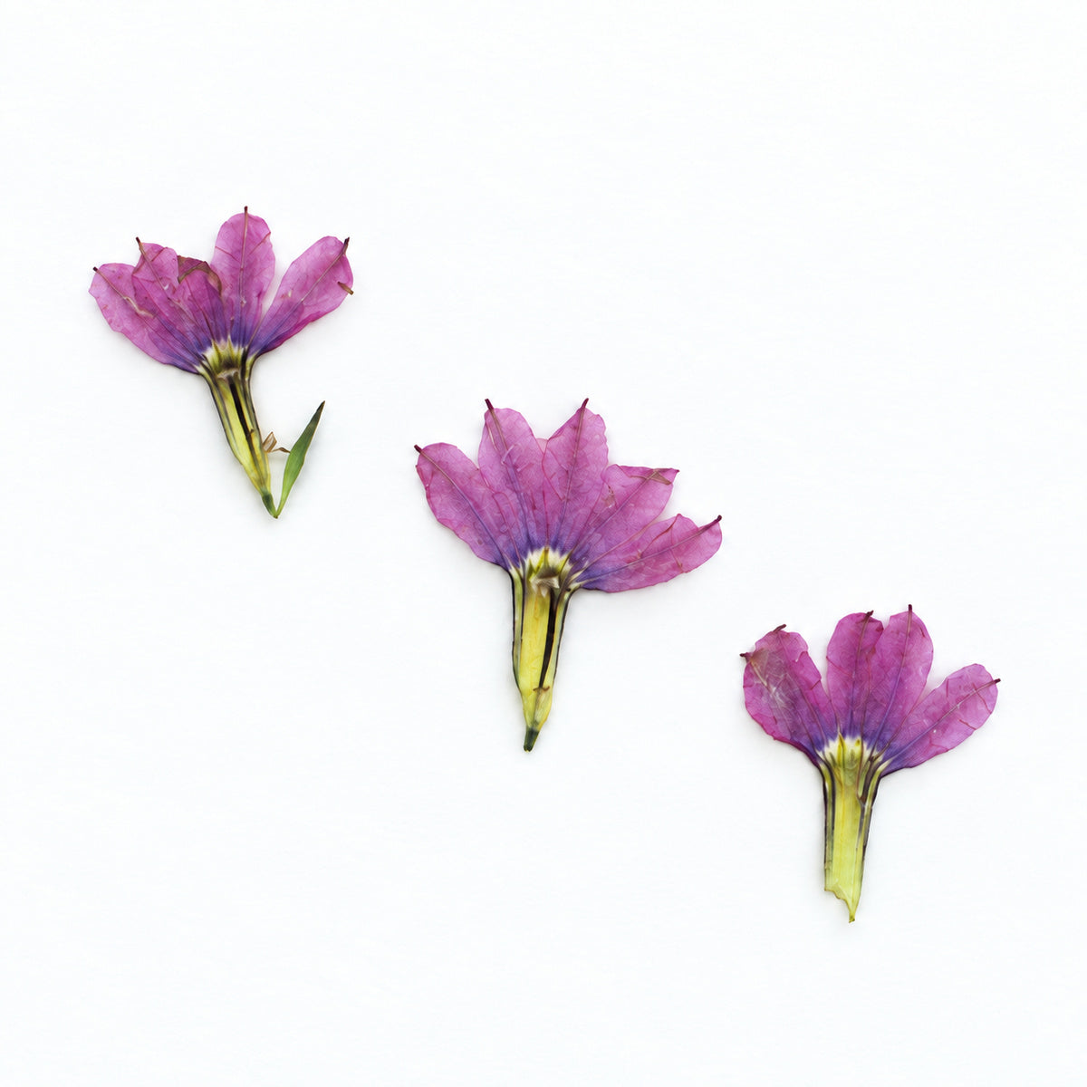 Pressed Flower Fan Flower arranged on a white background