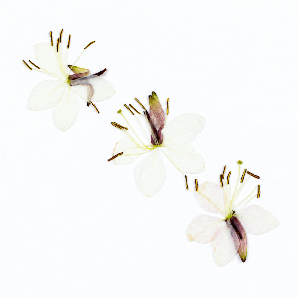 Pressed Flower Gaura arranged on a white background