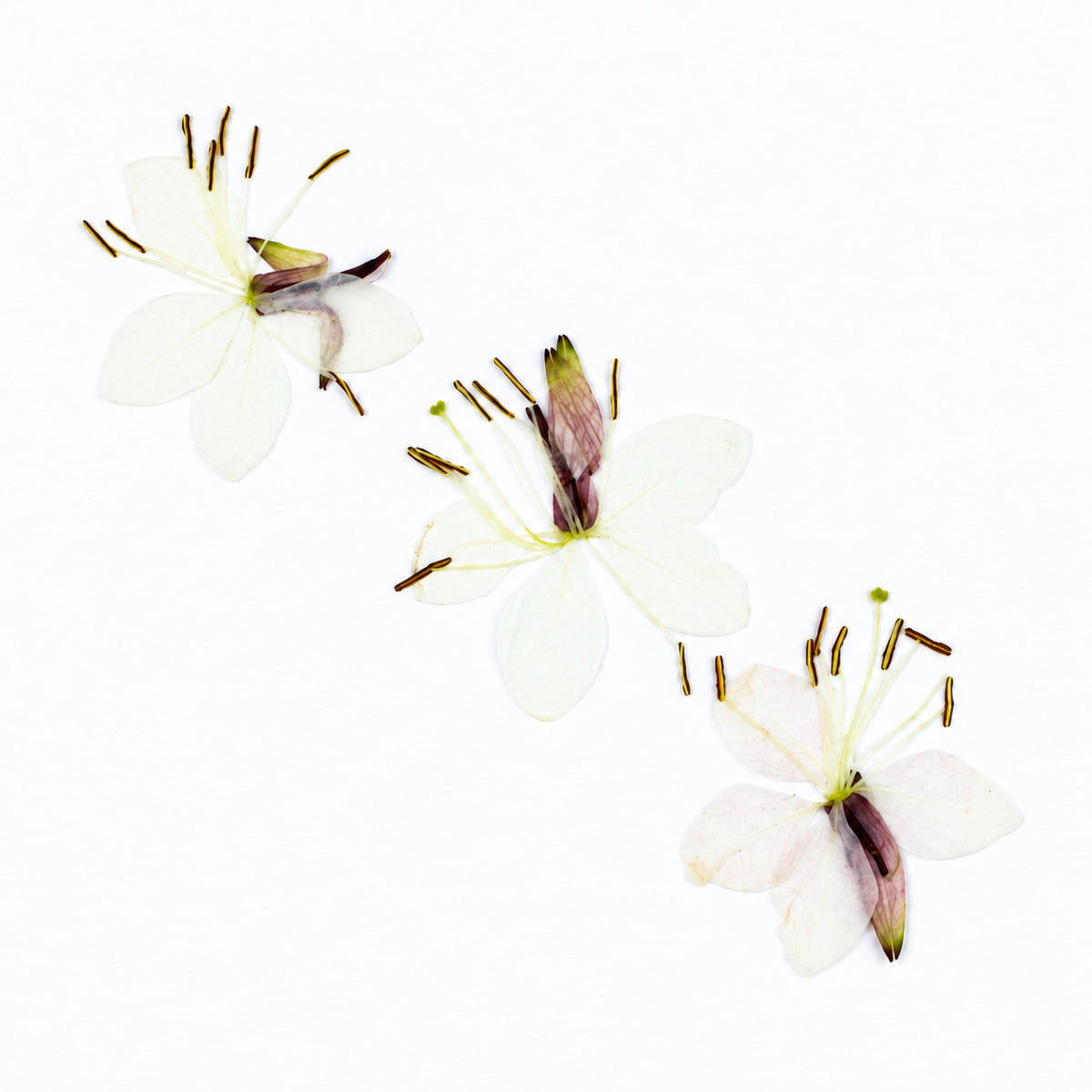 Pressed Flower Gaura arranged on a white background