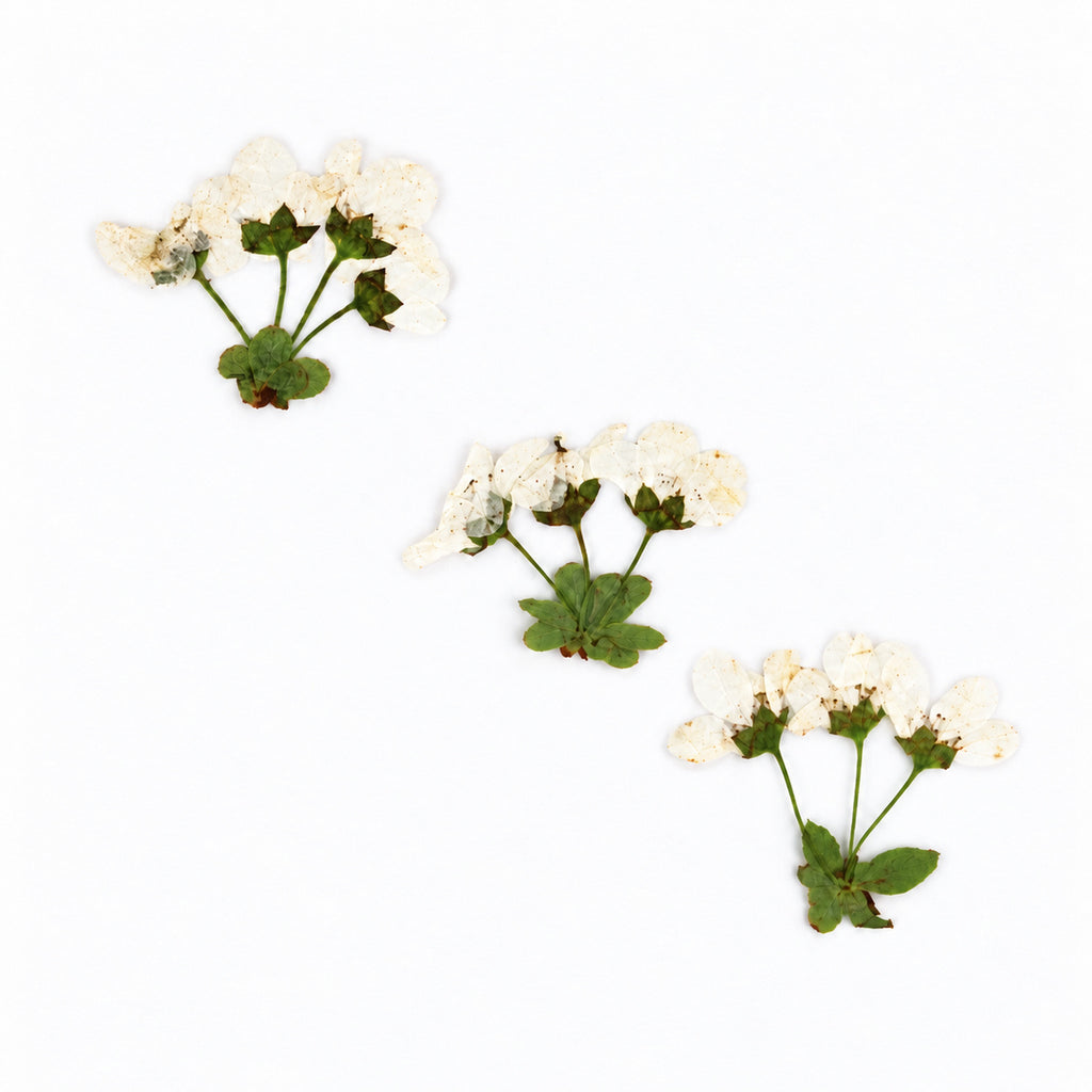 Pressed Flower Spirea arranged on a white background