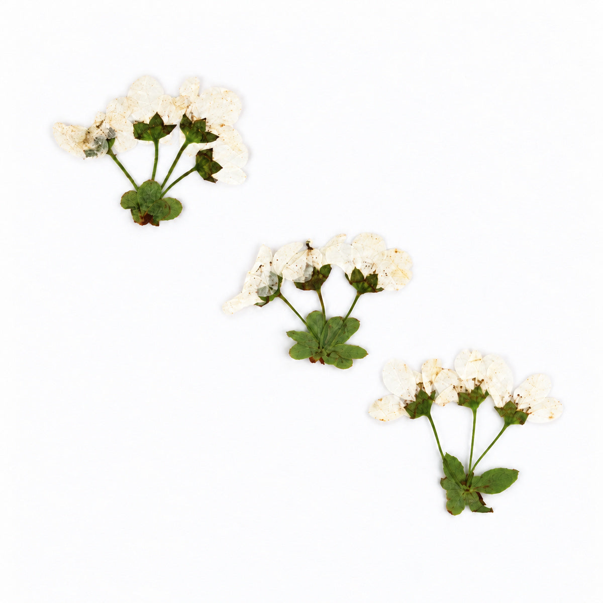 Pressed Flower Spirea arranged on a white background