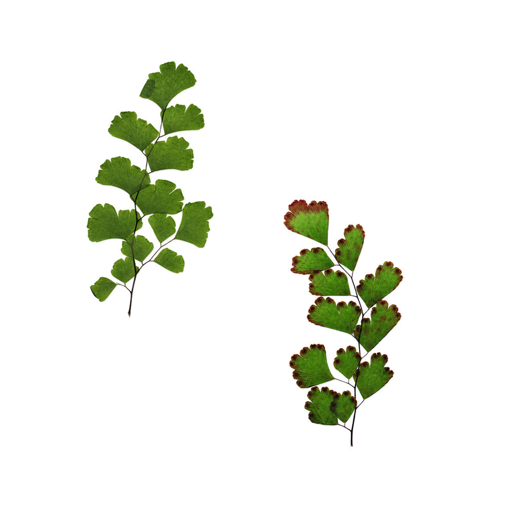 Pressed Maidenhair Fern arranged on a white background