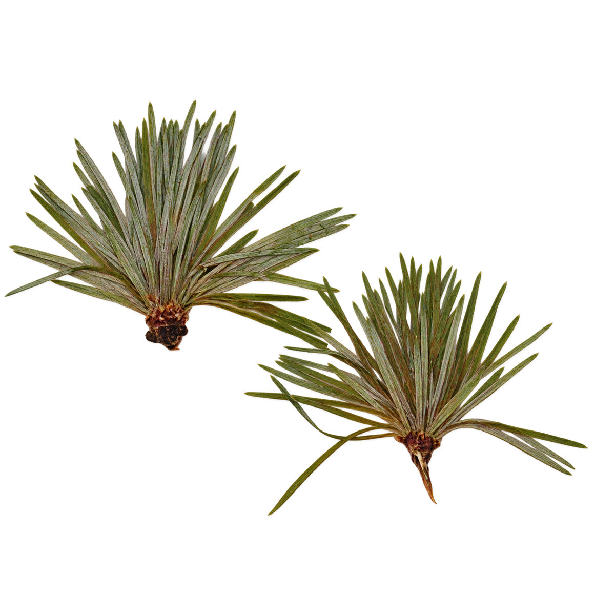 Pressed Pine Needles arranged on a white background