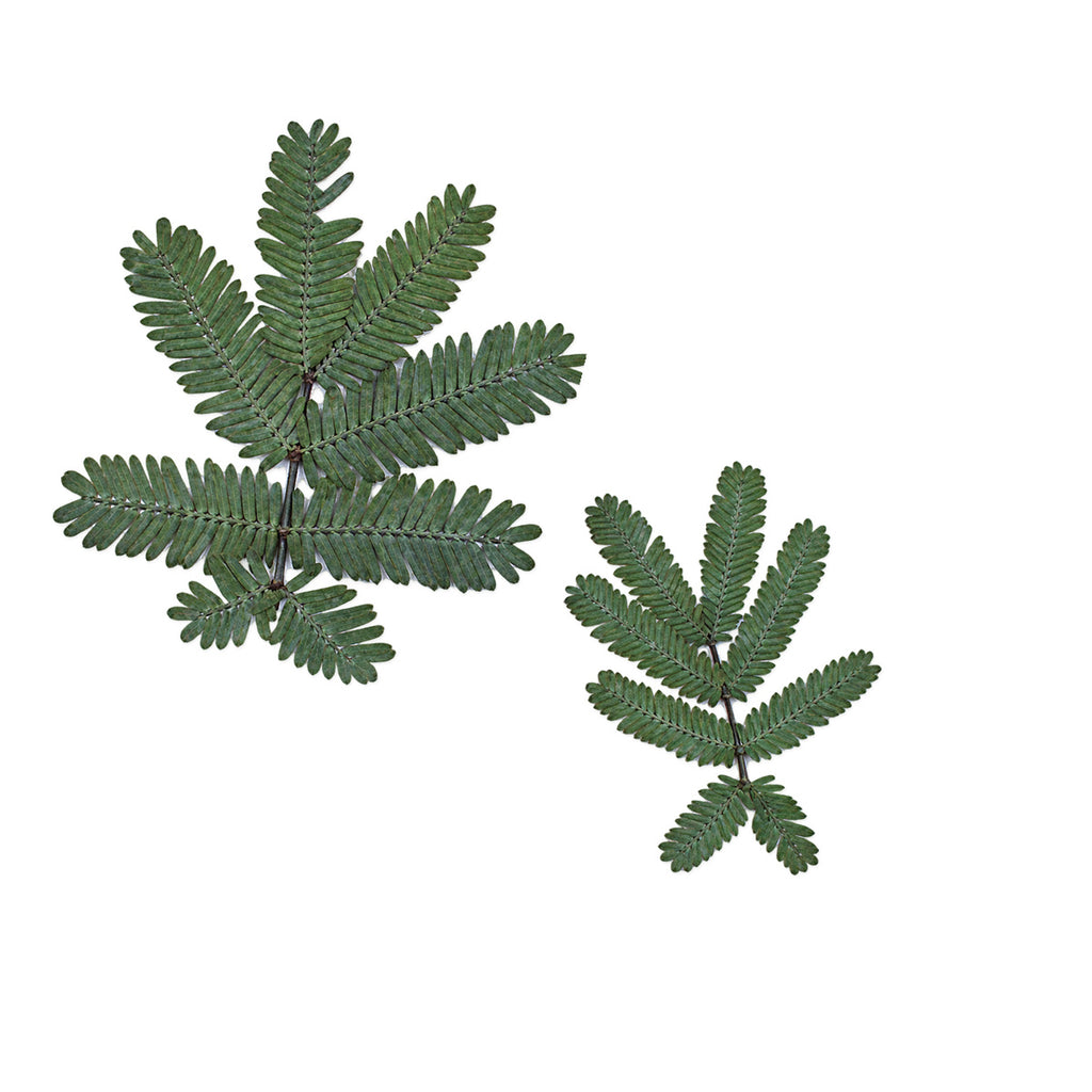 Pressed Mimosa Leaves arranged on a white background