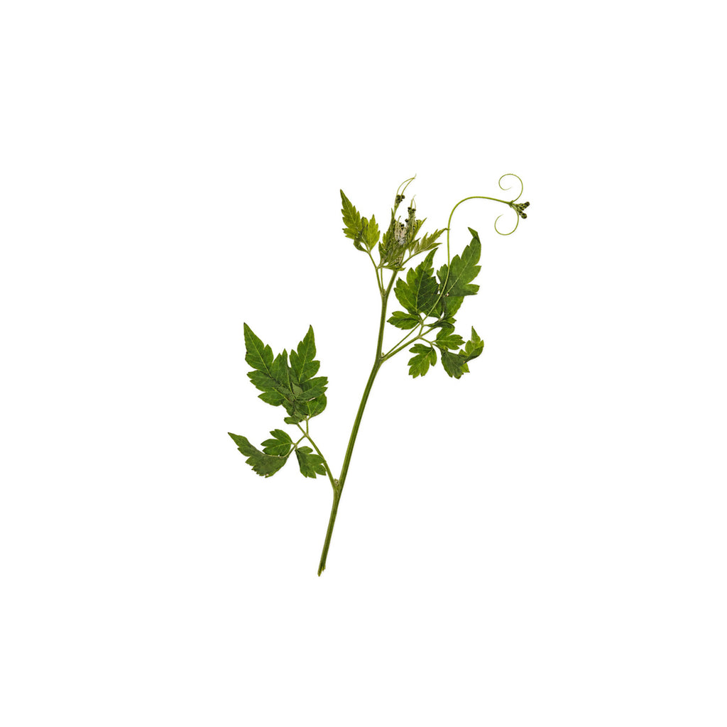 Pressed Balloon Vine arranged on a white background