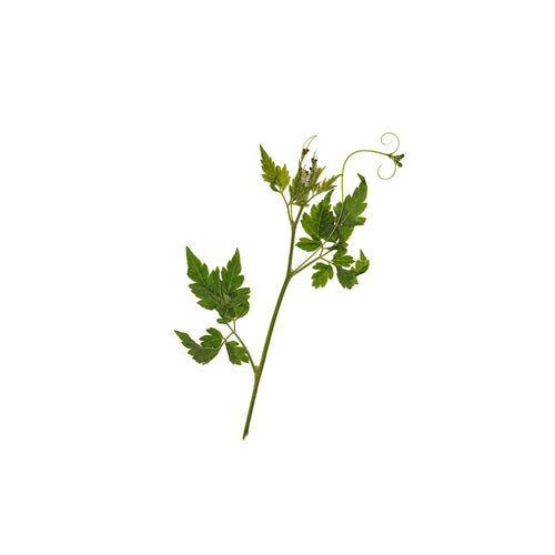 Pressed Balloon Vine arranged on a white background