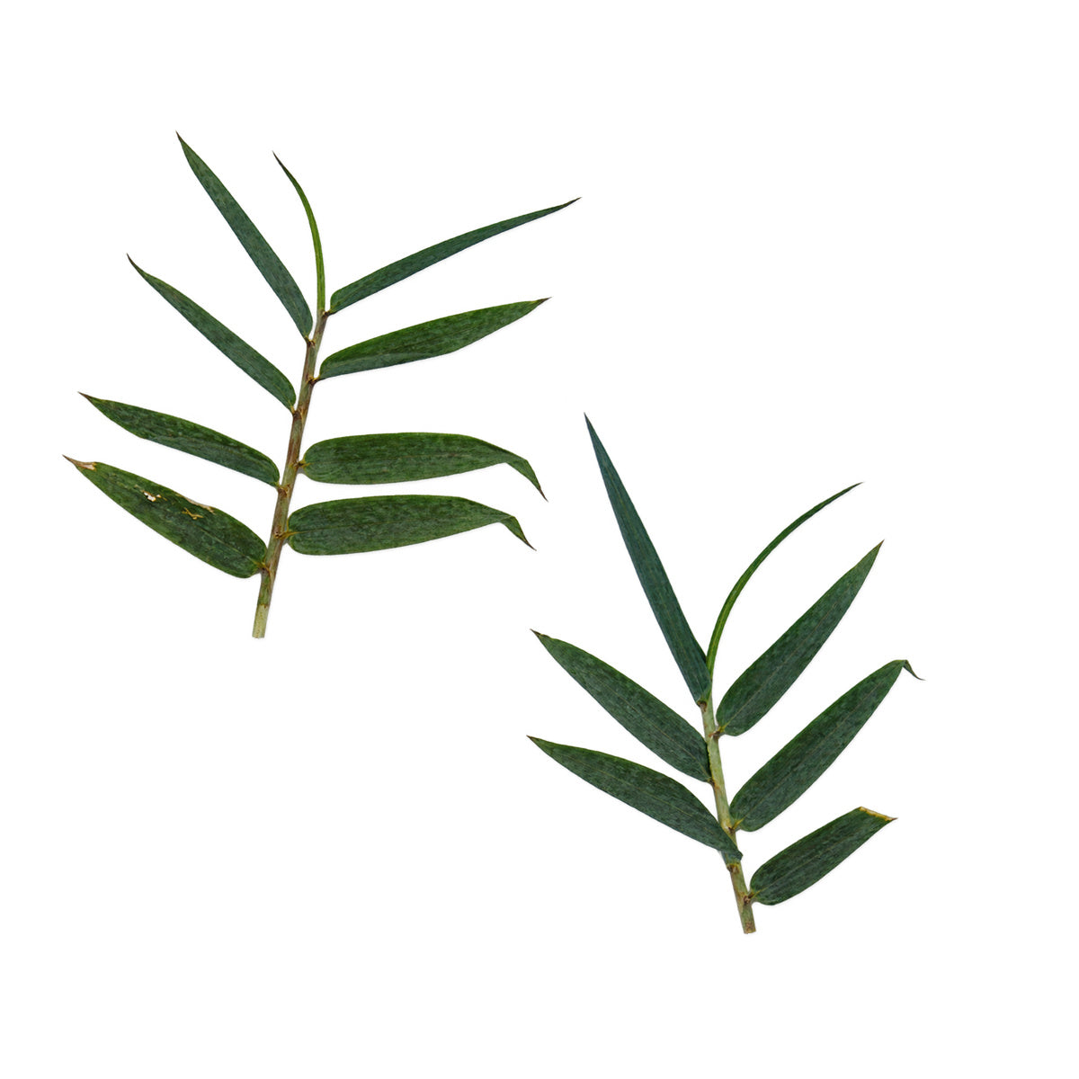 Pressed Bamboo arranged on a white background