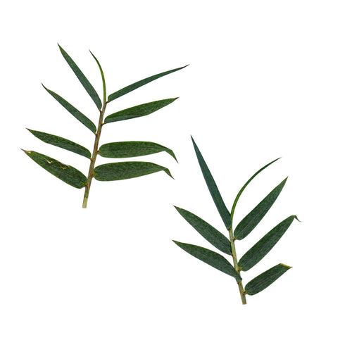 Pressed Bamboo arranged on a white background