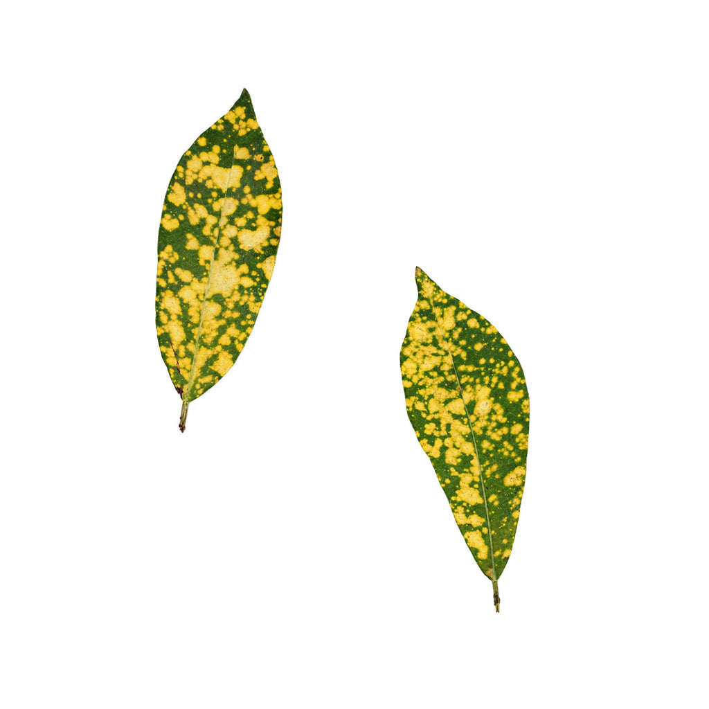 Pressed Aucuba Leaves arranged on a white background