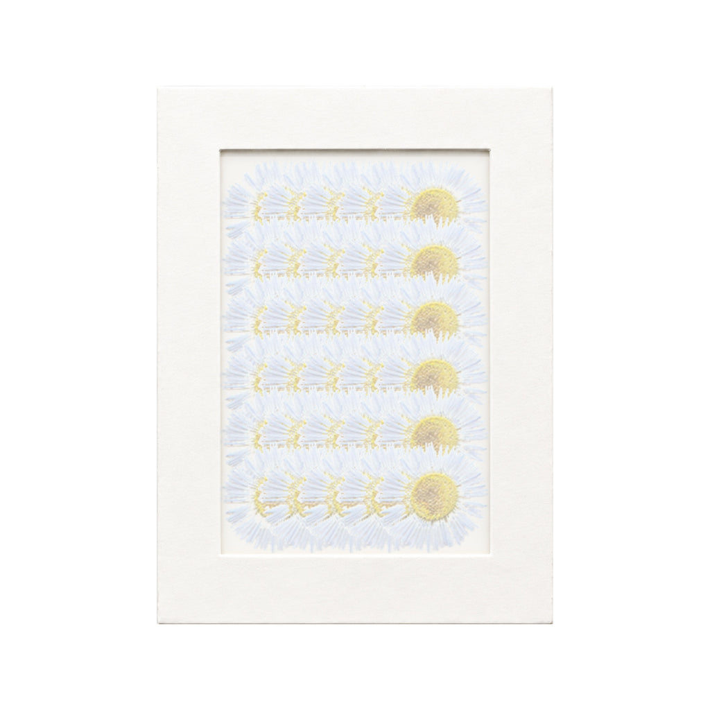 30 pressed Fleabane pieces in light blue beneath translucent tracing paper