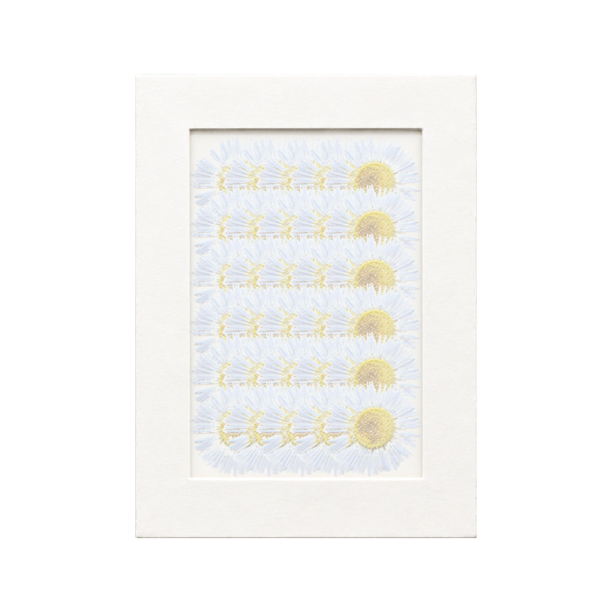 30 pressed Fleabane pieces in light blue beneath translucent tracing paper