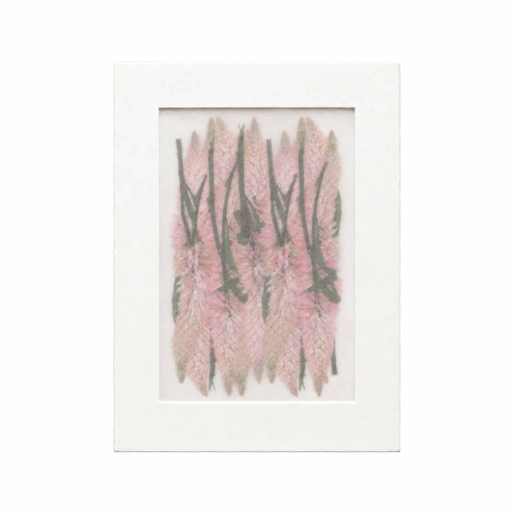 Pressed Flower Celosia, Light Pink, 20 pieces in white kraft packaging beneath translucent tracing paper