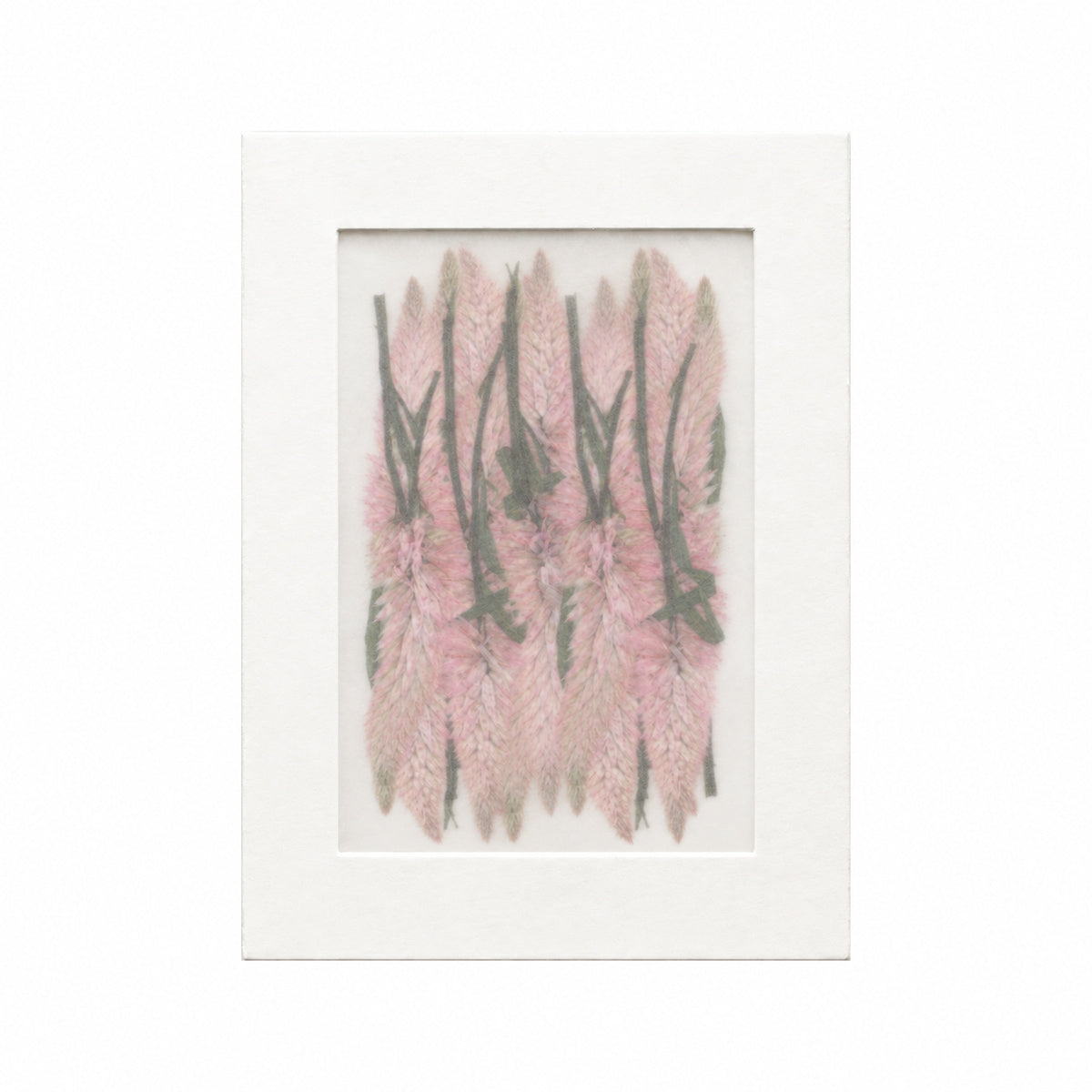 Pressed Flower Celosia, Light Pink, 20 pieces in white kraft packaging beneath translucent tracing paper