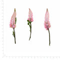 Pressed Flower Celosia, Light Pink beside an 18 cm ruler