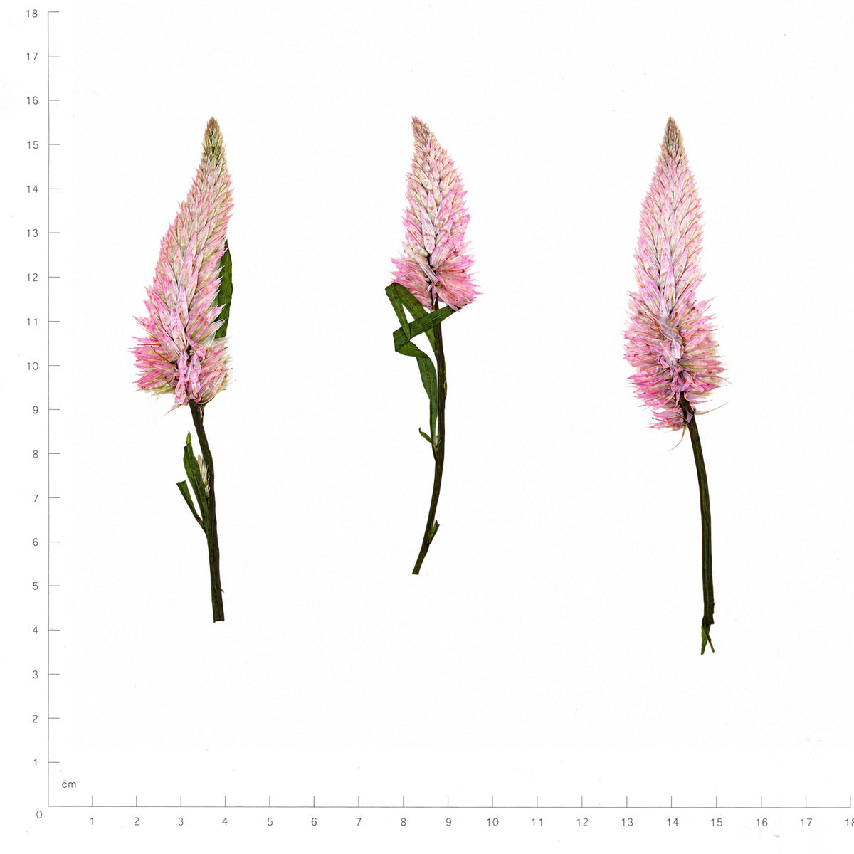 Pressed Flower Celosia, Light Pink beside an 18 cm ruler