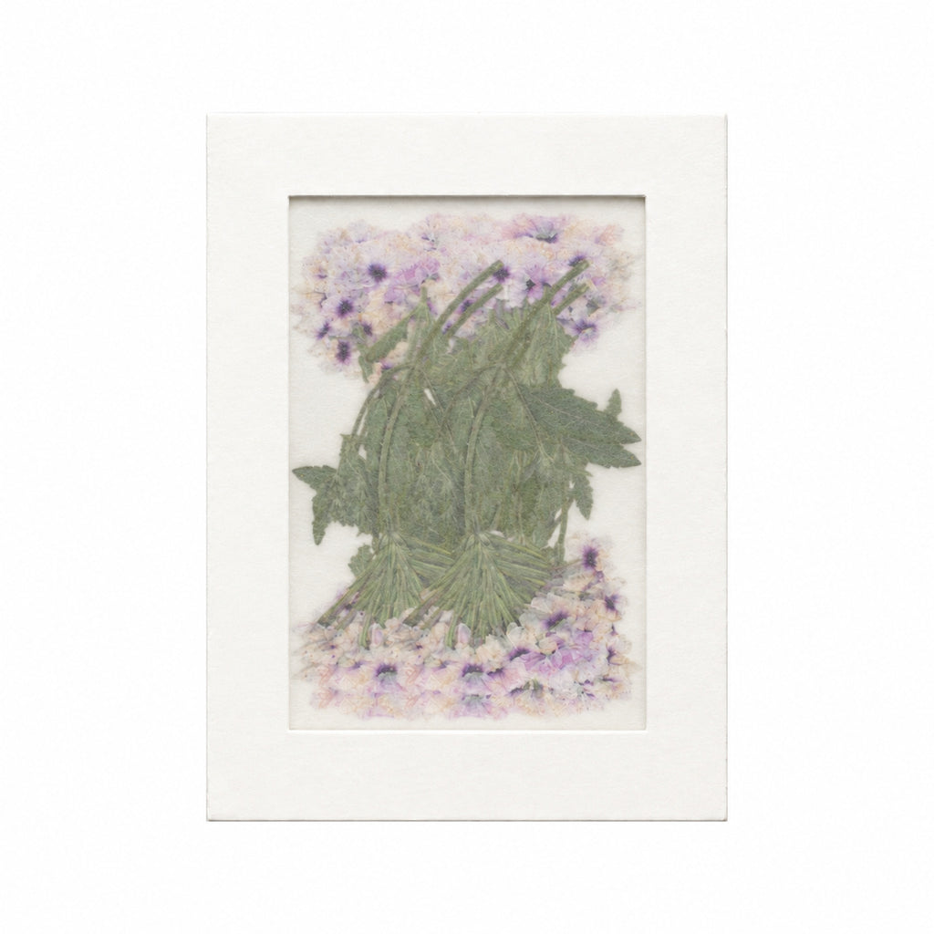 Pressed Flower Verbena, Light Purple, 20 pieces in white kraft packaging beneath translucent tracing paper