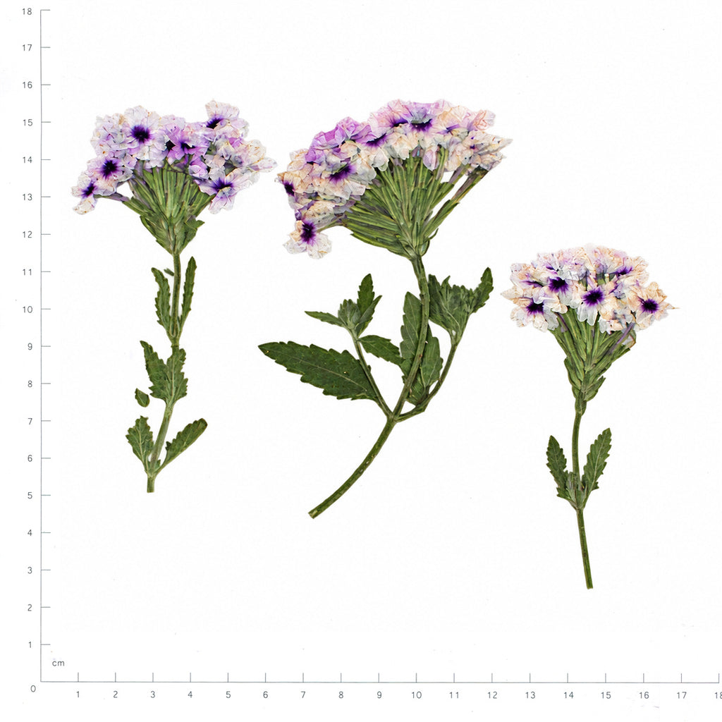 Pressed Flower Verbena, Light Purple beside an 18 cm ruler