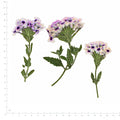 Pressed Flower Verbena, Light Purple beside an 18 cm ruler