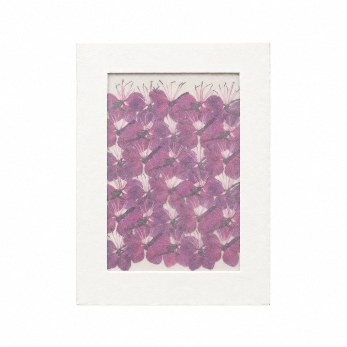Pressed Flower Gaura, Magenta, 30 pieces in white kraft packaging beneath translucent tracing paper